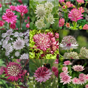 Astrantia Mixed Colours 3 For £15